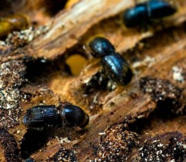 Le scolyte du pommier et sa lutte