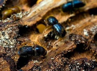 Le scolyte du pommier et sa lutte