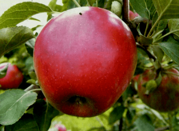 Pommier Kovalenkovskoye : caractéristiques de la variété et entretien