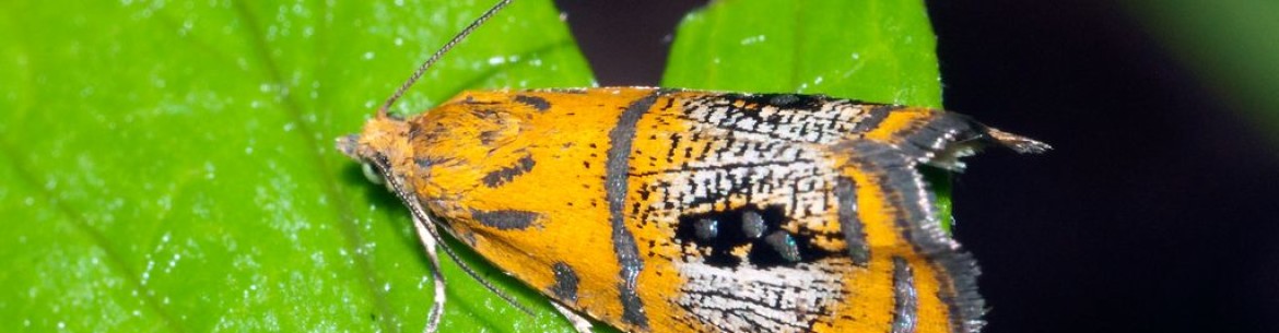 Rouleau des feuilles de pommier : méthodes de lutte efficaces et instructions de traitement des arbres