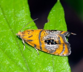 Rouleau des feuilles de pommier : méthodes de lutte efficaces et instructions de traitement des arbres
