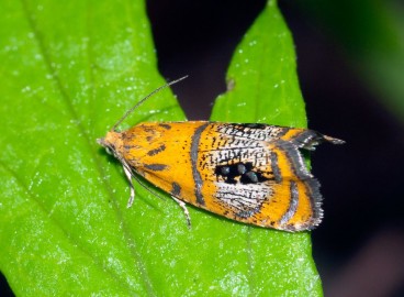 Rouleau des feuilles de pommier : méthodes de lutte efficaces et instructions de traitement des arbres