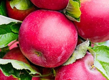 Pommier Arbat : caractéristiques de la variété et entretien