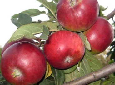 Pommier Luch : caractéristiques de la variété et entretien