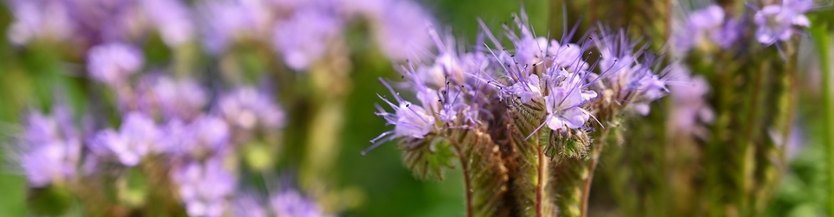 Comment semer un terrain pour le garder sans mauvaises herbes