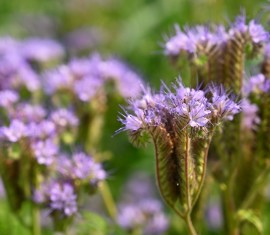 Comment semer un terrain pour le garder sans mauvaises herbes