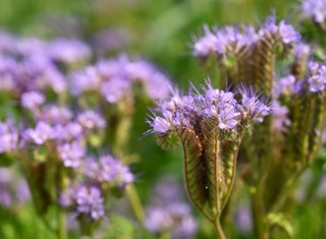 Comment semer un terrain pour le garder sans mauvaises herbes