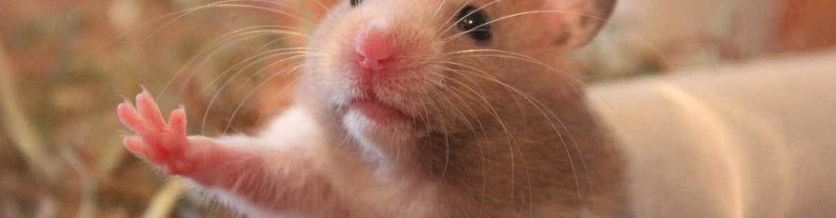 Les hamsters peuvent-ils manger des pommes ?