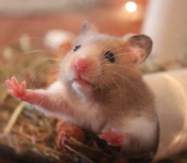 Les hamsters peuvent-ils manger des pommes ?