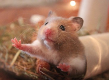 Les hamsters peuvent-ils manger des pommes ?