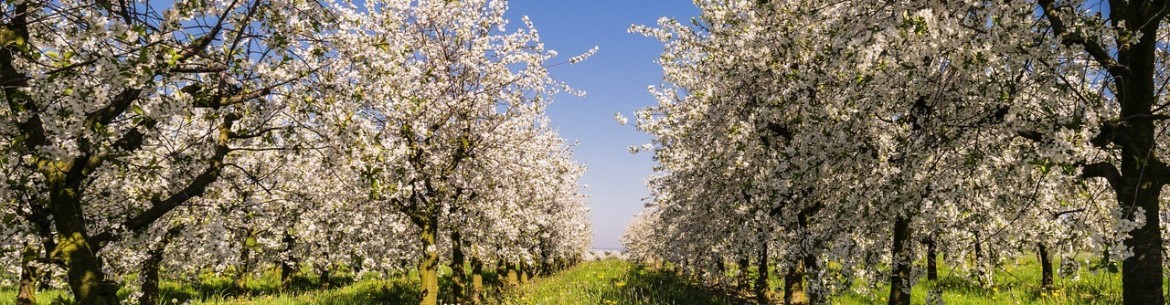Comment conserver les jeunes plants achetés à l'automne jusqu'à la plantation printanière : stockage à l'intérieur et à l'extérieur