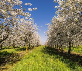 Comment conserver les jeunes plants achetés à l'automne jusqu'à la plantation printanière : stockage à l'intérieur et à l'extérieur