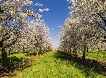Comment conserver les jeunes plants achetés à l'automne jusqu'à la plantation printanière : stockage à l'intérieur et à l'extérieur