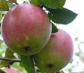 Pommier d'avril : caractéristiques de la variété et entretien