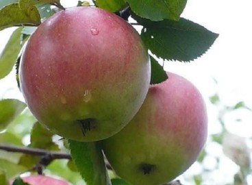 Pommier d'avril : caractéristiques de la variété et entretien