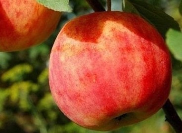 Pommier Gornist : caractéristiques de la variété et entretien