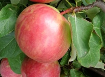 Pommier Pervouralskaya : caractéristiques de la variété et entretien