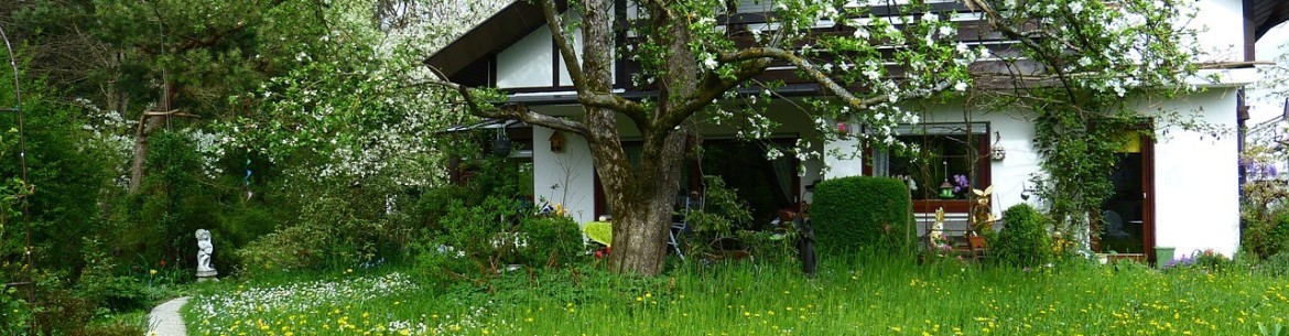 Transplantation de pommiers : période, règles et entretien