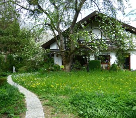 Transplantation de pommiers : période, règles et entretien