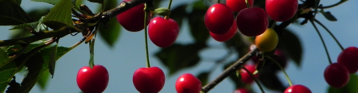 Quelle est la saison de croissance des arbres fruitiers ?