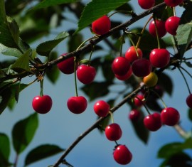 Quelle est la saison de croissance des arbres fruitiers ?