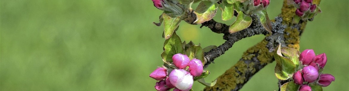 Guide complet de la greffe de pommier fendu pour débutants