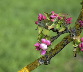 Guide complet de la greffe de pommier fendu pour débutants