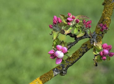Guide complet de la greffe de pommier fendu pour débutants