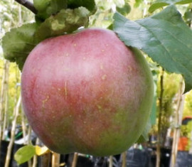 Pommier Babushkino : caractéristiques de la variété et entretien