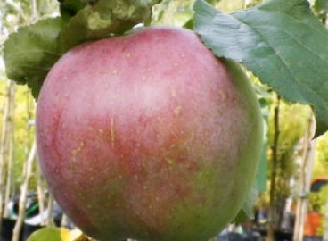 Pommier Babushkino : caractéristiques de la variété et entretien