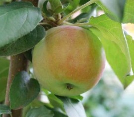 Pommier perce-neige : caractéristiques de la variété et entretien