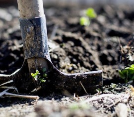 Comment bien préparer le sol et le trou de plantation d'un pommier