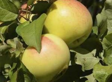 Pommier ‘Children’ : caractéristiques de la variété et entretien