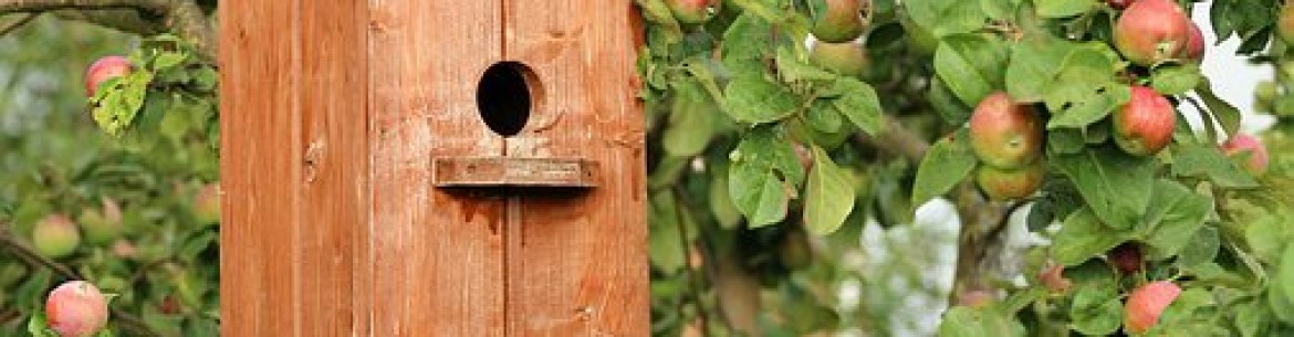 Est-il possible de jeter des pommes dans un composteur : tombées, pourries, fraîches ?