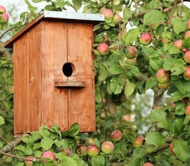 Est-il possible de jeter des pommes dans un composteur : tombées, pourries, fraîches ?