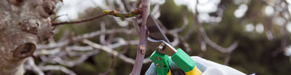 Taille des arbres fruitiers au printemps dans la région de Moscou : règles et calendrier