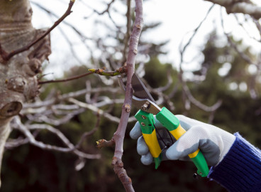 Taille des arbres fruitiers au printemps dans la région de Moscou : règles et calendrier