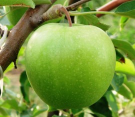 Pommier Simirenko : caractéristiques de la variété et entretien