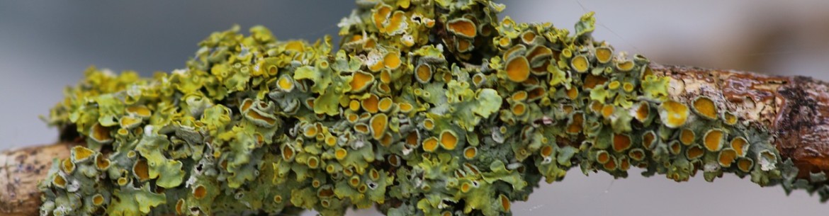 Lichen sur un pommier : comment se débarrasser de ces excroissances nuisibles ?