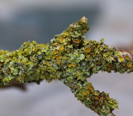 Lichen sur un pommier : comment se débarrasser de ces excroissances nuisibles ?