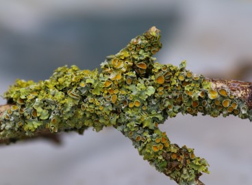Comment se débarrasser du lichen sur les arbres fruitiers