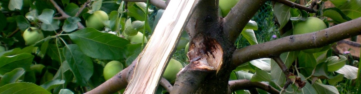 Que faire si une branche de pommier casse : réparer, renforcer et sceller