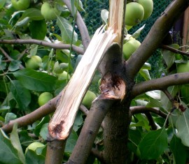 Que faire si une branche de pommier casse : réparer, renforcer et sceller