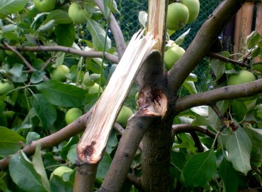 Que faire si une branche de pommier casse : réparer, renforcer et sceller