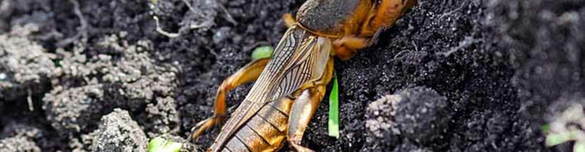 Lutte contre les courtilières : Comment se débarrasser de cet insecte géant dans votre jardin