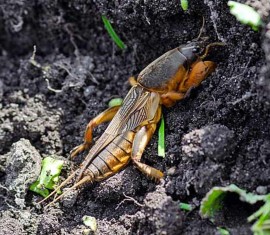 Lutte contre les courtilières : Comment se débarrasser de cet insecte géant dans votre jardin