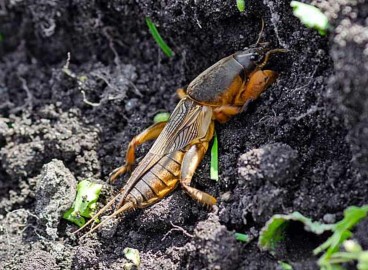 Lutte contre les courtilières : Comment se débarrasser de cet insecte géant dans votre jardin