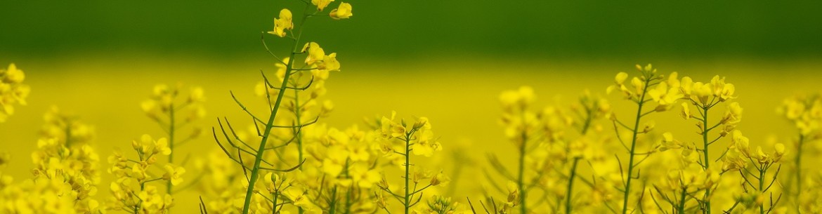 Utiliser du gâteau à la moutarde au jardin : vous ne le saviez probablement pas.