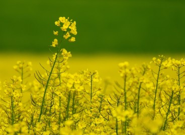Utiliser du gâteau à la moutarde au jardin : vous ne le saviez probablement pas.