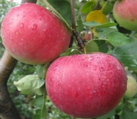 Pommier Rozhdestvenskoye : caractéristiques de la variété et entretien